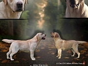 Labrador retriver