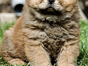 Chow chow