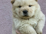 Chow Chow muzjaci