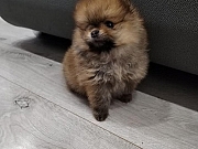 Pomeranski spic