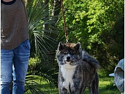 Akita Inu