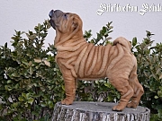 Šar pej  ( Shar Pei )