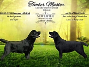 Labrador Retriver,  štenci