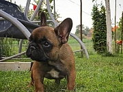 Francuski buldog OD KUCE DON