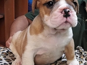 Engleski buldog