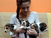 Bigl (beagle) stenci