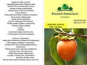 Japanska jabuka kaki sadnice