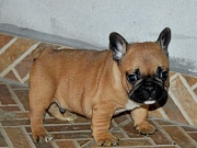 Francuski buldog veliki izbor stenadi