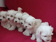 PRODAJA MINI MALTEZERA