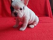 Francuski buldog