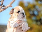 Engleski buldog