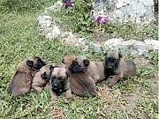 Belgijski Ovčar - MALINOA