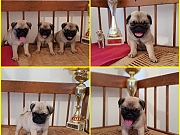 Mops, prelepi štenci
