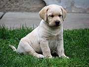 Labrador stenad