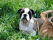 Engleski buldog 