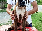 Nemacki bokser, top leglo 