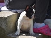 Francuski buldog štenci