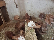 GOLUBOVI - nemački DOBOŠARI u svim bojama
