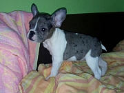 Francuski buldog, štenci