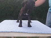 Cane corso štenci