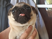 MOPS štenci - različitog uzrasta