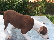 Pitbull red nose štene