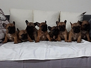 Francuski BULDOG stenci