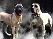 Stenci PRESA CANARIO rezervacija