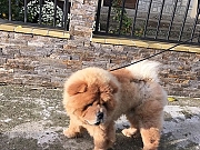 Chow chow(cau cau)