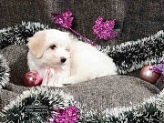 COTON de tulear stenci na prodaju
