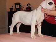 Dogo argentino i bulterijer stenci na prodaju