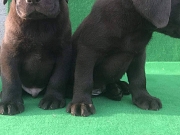 Labrador retriver štenci