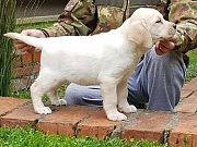 Labrador Retriver