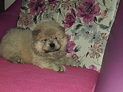 Chow chow cau cau stenad