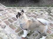 Američka akita štenci