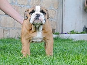 Engleski buldog – štenci