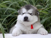 Aljaski malamut i akita inu stenci na prodaju