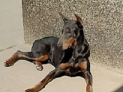 Doberman zenka