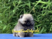 Pomeranac BOO