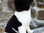 Akita inu štene