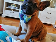 Francuski buldog štenci