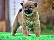 Shiba Inu stenci