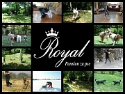 Pansion ROYAL za pse - Beograd/Vozdovac