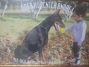 Doberman, stenci 