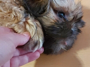 SHIH TZU musko stene
