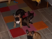 Štenci francuskog buldoga