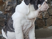 Engleski buldog, ženski štenci