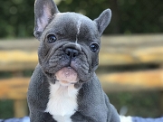 Francuski buldog štenci