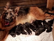 NEMAČKI OVČARI - vrhunska krvna linija - novo leglo!