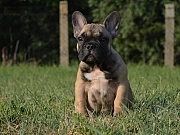 Francuski buldog